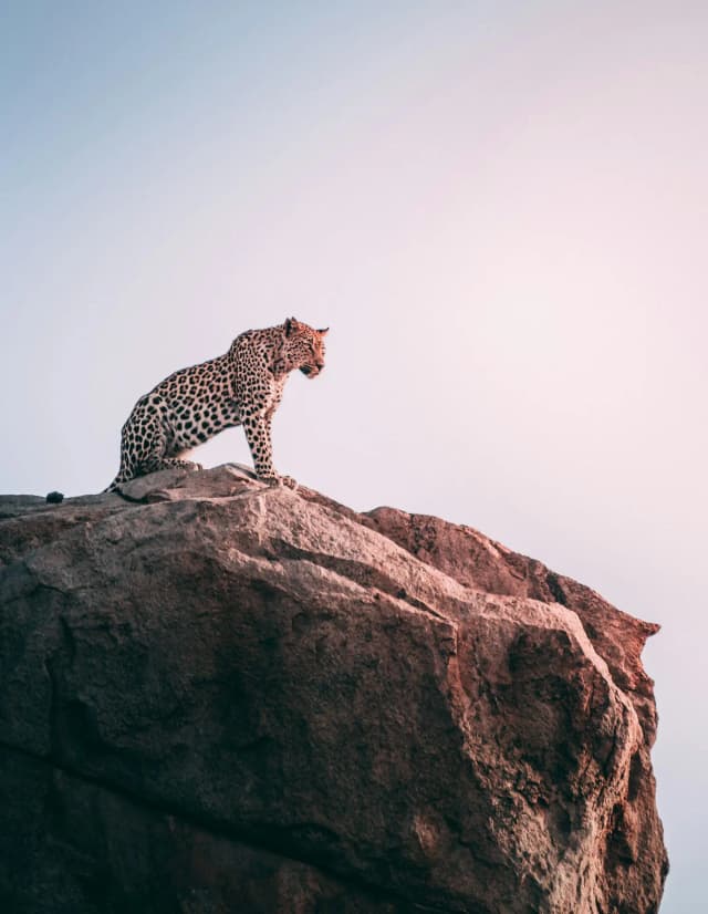 Leopard